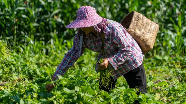 Woman, wearing a hat and a basket on her back, picks vegetables
