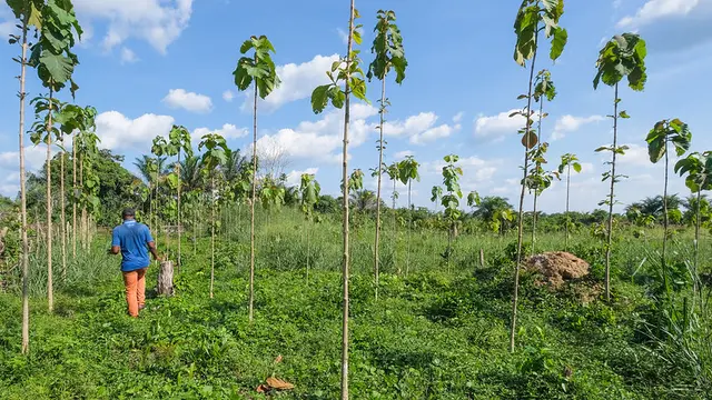Man walking in a field
