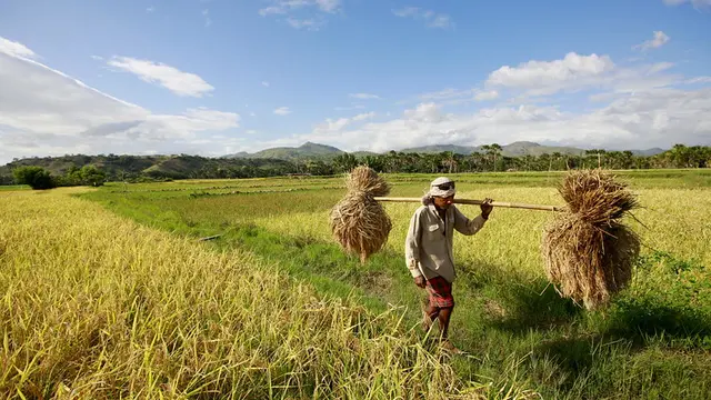 Man carries bundles of dried crops 