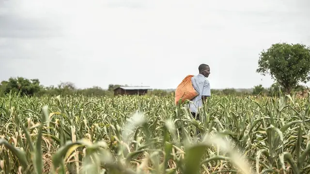 A man carries a sack and walks in a field of tall weeds