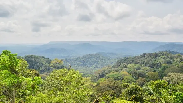 Forest with abundant vegetation