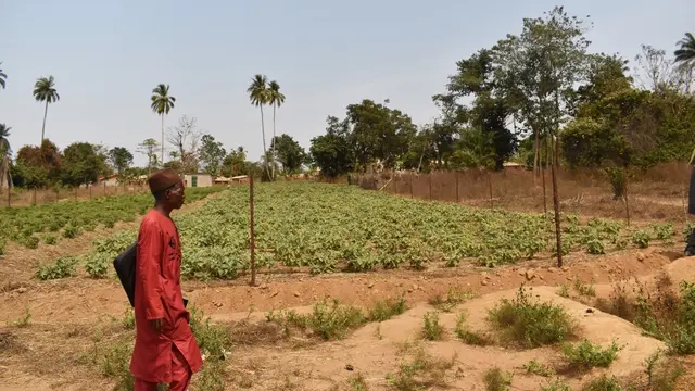 Man walks by a vegetable plot