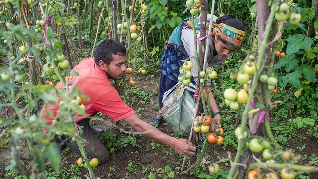Two people bend down to pick up tomatos