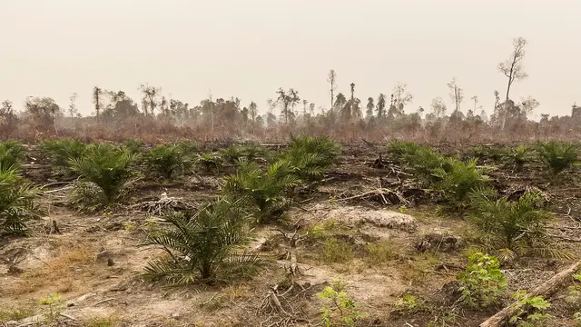 Deforested forest.