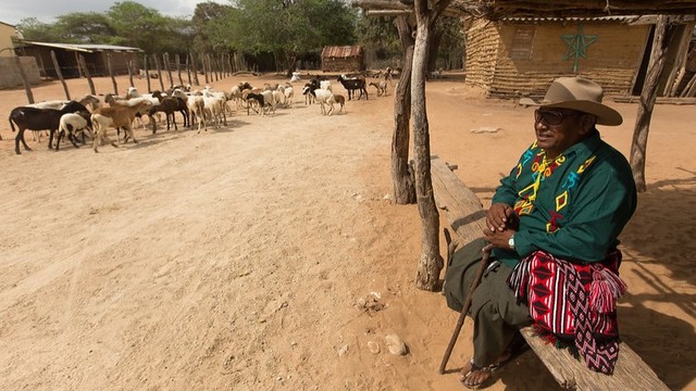 Man sitting on a bench holding a walking stick, and a herd of goats.