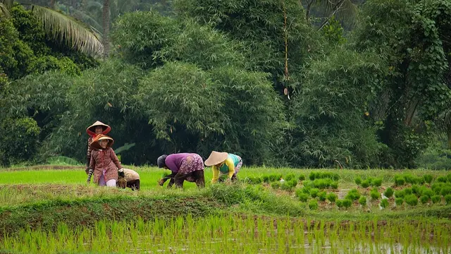  Women working on rise fields.