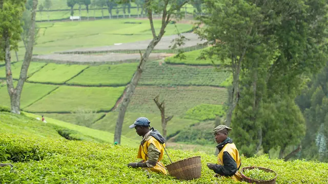 Two people in the middle of a tea field, carrying baskets on their back.