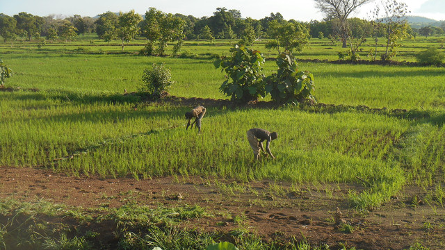 Two farmers bend over while tending crops in a field that is well irrigated, with trees in the backjground under a blue sky.