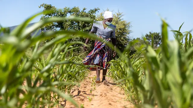 Woman walking through corn field.