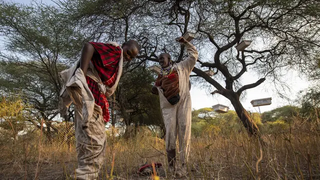 Two people standing putting on beekeeping suits, stand next to a tree.