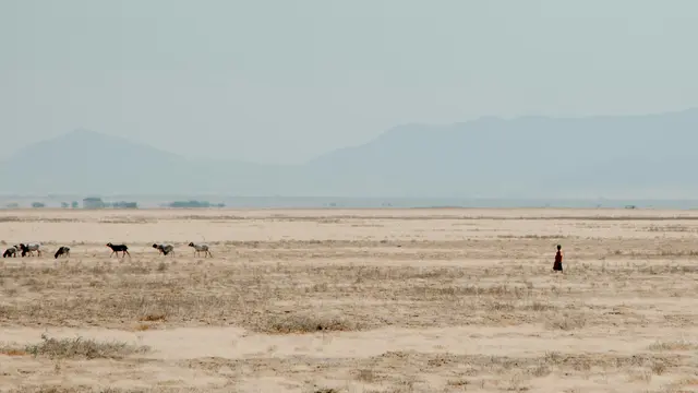 A man herds a herd of goats on a grassland.