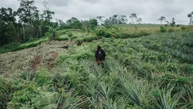 Man walking through a pineapple field.