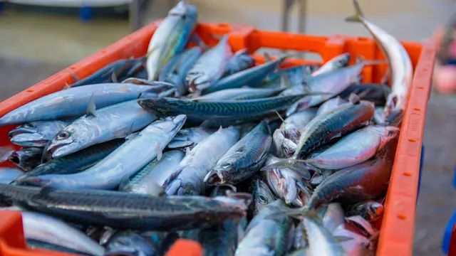 Fish lot on a basket.