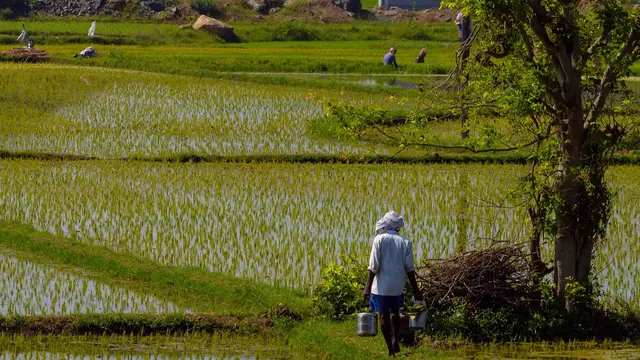 Man walking through a paddy field, carrying a bucket.