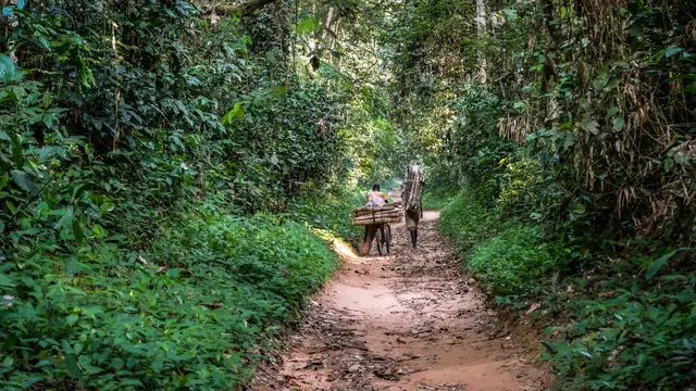 One person on a bike and another walks alongside carrying wood along a track surrounded by forest. 