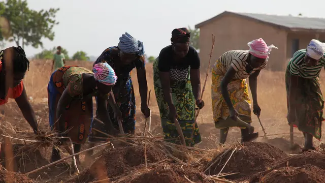 A group of female farmers bend over to tend their crops.
