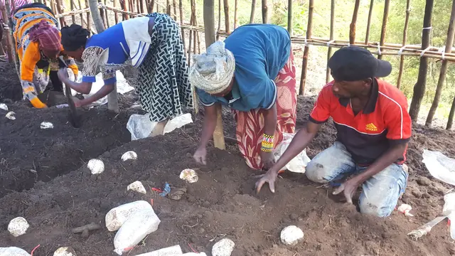 People planting mushrooms.