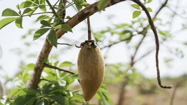 Baobab fruit on the tree