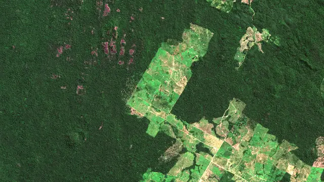 A map from above showing a large green area (forest) with a large swathe of light green cutting through the centre, showing the extent of deforestatation.