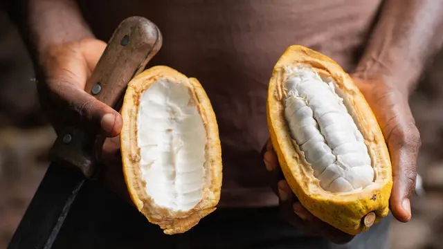 Cocoa beans inside pods