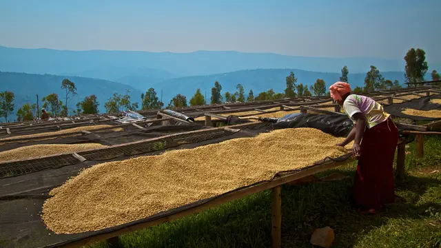 grain