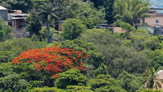 Houses surrounded by trees and greenery.
