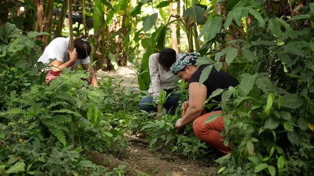 Women community leaders maintaining the local nursery in Colombia