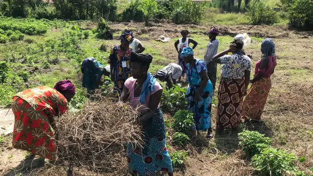 Local community in Guinea attending to field.