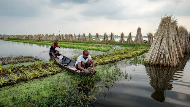 Jute farming in rural West Bengal, two men in a flooded area in a boat, harvesting jute crops and stacking them for drying.