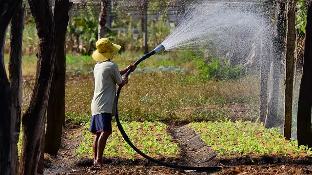 A boy wearing a yellow hat with his back to the camera stands next to trees with a hosepipe spraying water in the air as he waters vegtables.