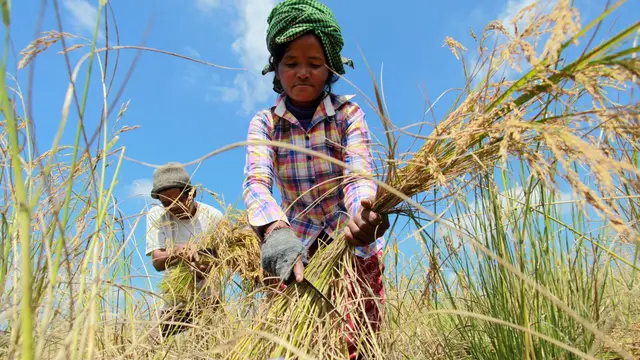 Cambodian farmers harvesting wheat while wearing a brightly coloured shirt.
