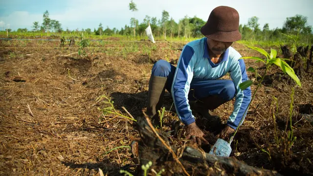 Farmer squatting down and planting in Indonesia