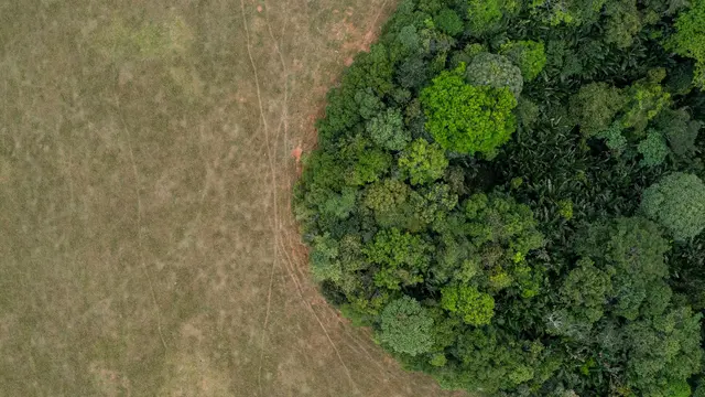 Aerial view of savannah and morichal forest in San Martin de los Llanos, Meta department, Colombia