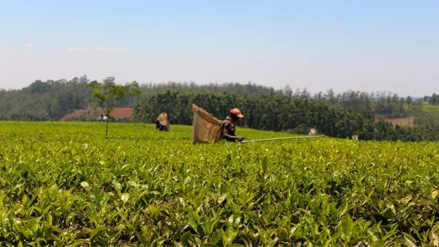 Local farmer harvesting tea leaves in Malawi. They are wearing a big basket for collecting the leaves on their back and a bright red hat.
