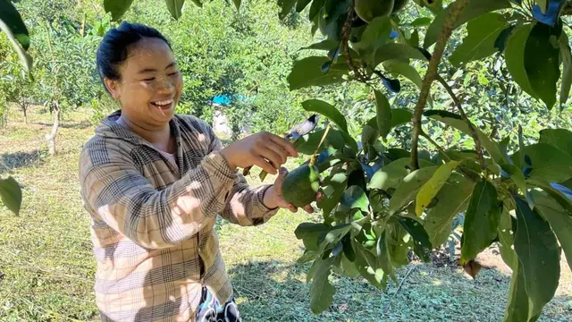 Woman harvesting avocado from tree, laughing.