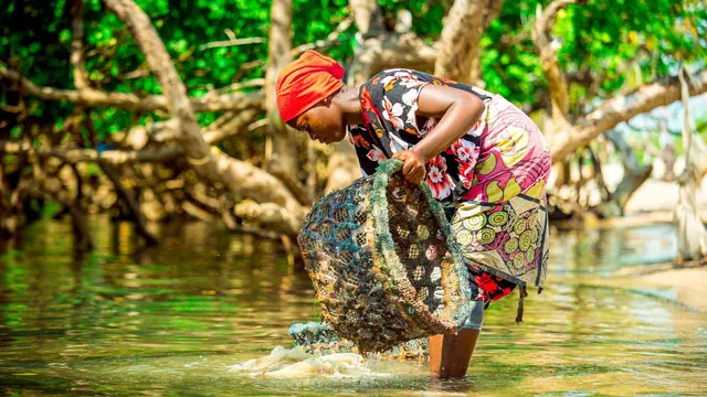 Woman standing in water, fishing using a big netted basket.