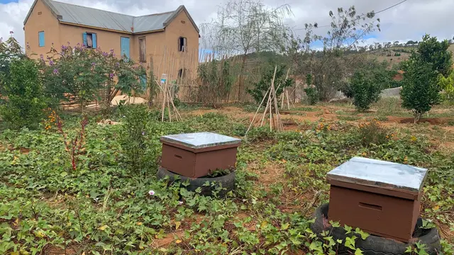 Backyard garden allotment with beehives, sweet potatoes, citrus, and multiple other crops