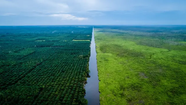Aerial view of two side of farming land, split down the middle by a river. the left side is the community land that has been planted with oil palm and the right side is the Padang Sugihan Wildlife Reserve - Sebokor, whose large trees are no longer visible.