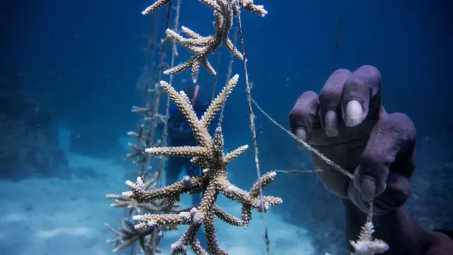 Person holding pieces of coral reef together, tying them with a string to remake the coral.