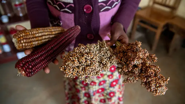 Woman farmer holding different types of Indigenous seed varieties.
