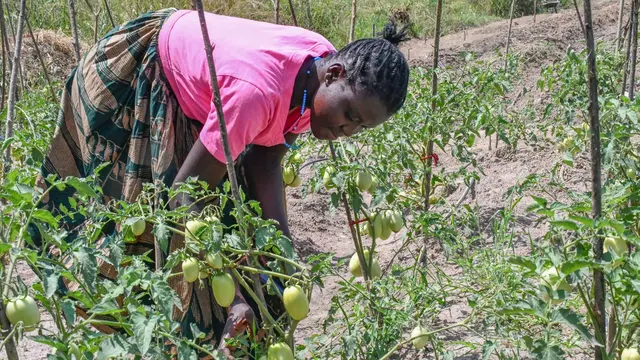 Woman farmer checking tomatoes on her farm in Uganda. She is wearing a bright pink top and a skirt.
