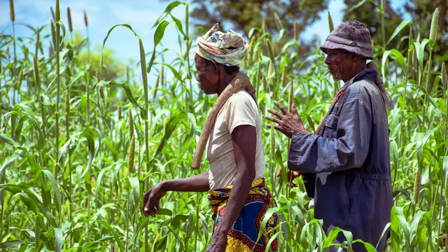Two farmers wearing traditional dress, walking through their crops in Ghana.