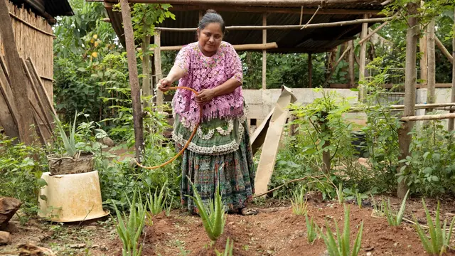 Indigenous woman watering aloe vera plantation. She is wearing traditional clothing in pink and green shades.
