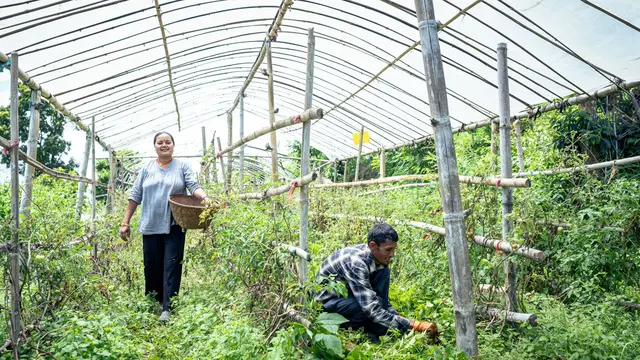 Two farmers gathering crops on their farm and placing them in wooden baskets.