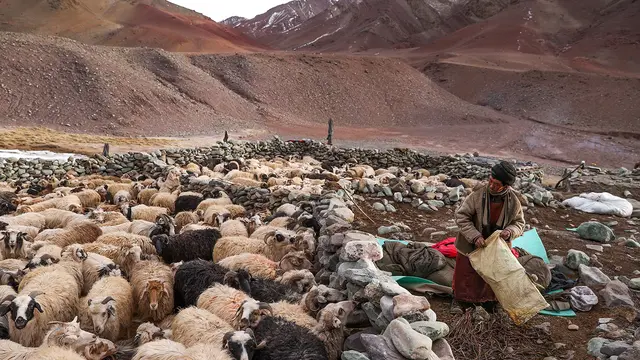 A nomadic herder is surrounded by goats in a bleak but beautiful landscape, with mountains in the background.