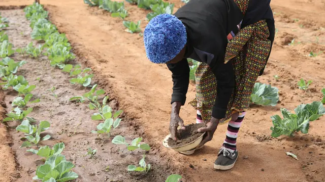 A smallholder farmer applying organic mature to her vegetable plant