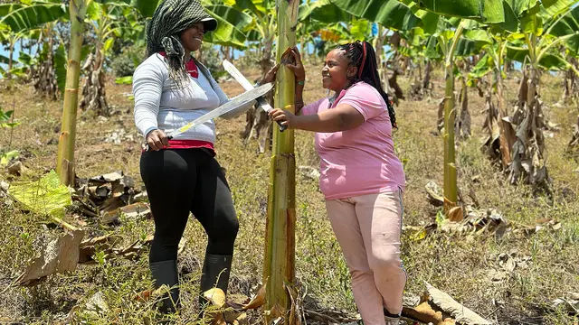 Two women brandishing machetes stand either side of a banana plant.
