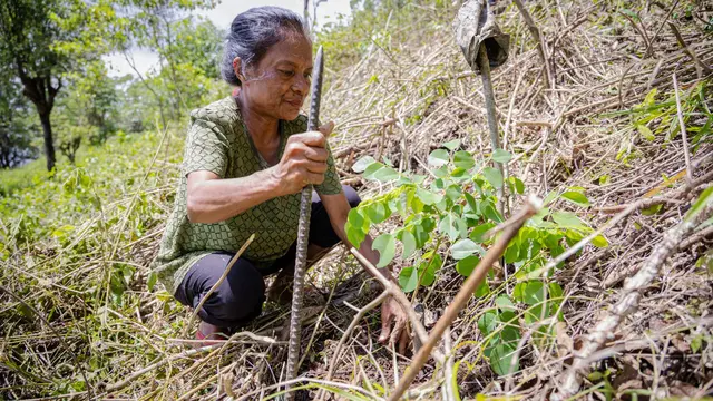 Woman checking the ground and how the forest is growing in Timor-Leste.