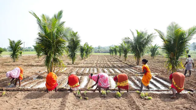 A group of women farmers, with their backs to the camera, bend over to plant on a sandy field.