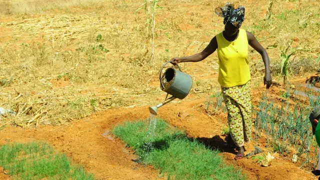 Woman watering harvest in a field, wearing bright colourful clothing.
